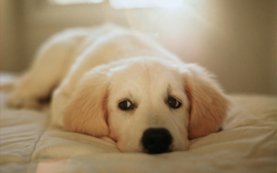 Pozor na podvodné prodeje štěňat na internetu